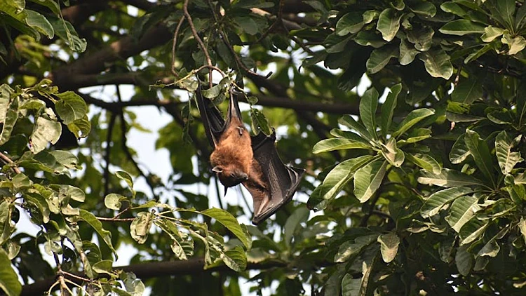 יותר בעלי בתים מדווחים על עטלפים בגג: הסיבות והפתרונות אחד ולתמיד