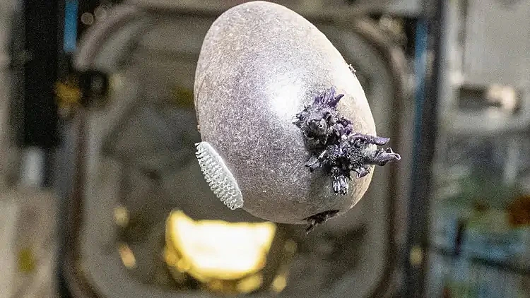 תפוח האדמה האסטרונאוטי הראשון? זה רק נראה כמו חייזר