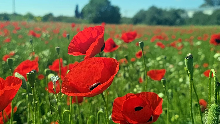 שדה פרגים בקיבוץ משמרות
