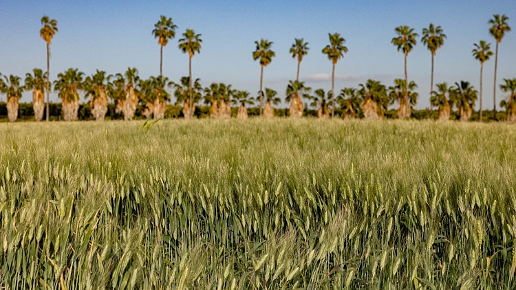 התחזית לחג: מעונן ונוח, גשמים חולפים ברוב אזורי הארץ
