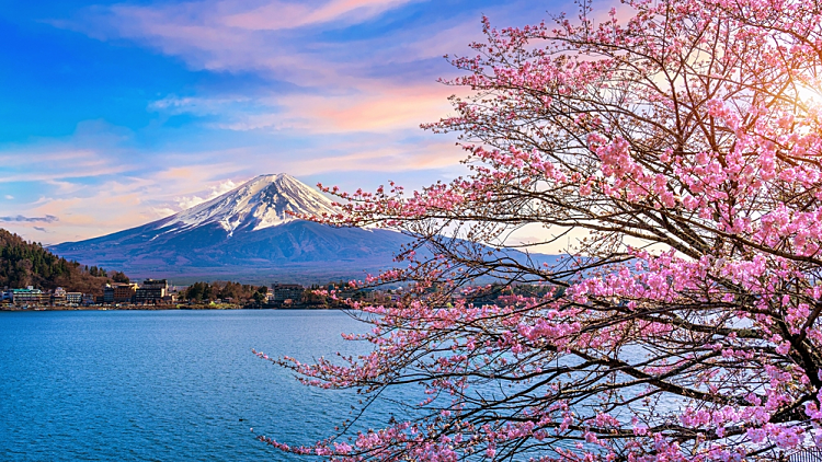 Fuji,mountain,and,cherry,blossoms,in,spring,,japan.