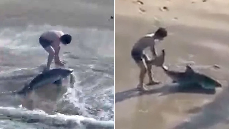 צפו: דייג תפס כריש - ואז קפץ למים כדי להציל אותו