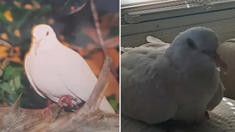 יונת מחמד בת 44 הוכתרה לזקנה בעולם - יותר מכפול מהממוצע