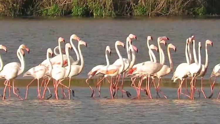 שומם ופורח: שמורות הטבע בצפון שריקות ממטיילים