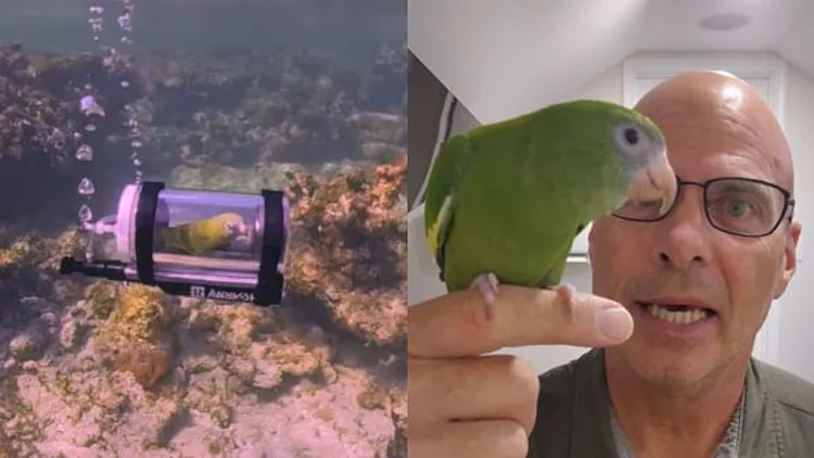 עם צוללת פרטית: כך הפך התוכי "בייב" לכוכב רשת