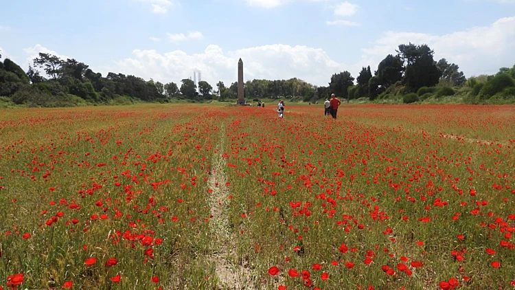 פריחת פרגים האובליסק גן הלאומי קיסריה
