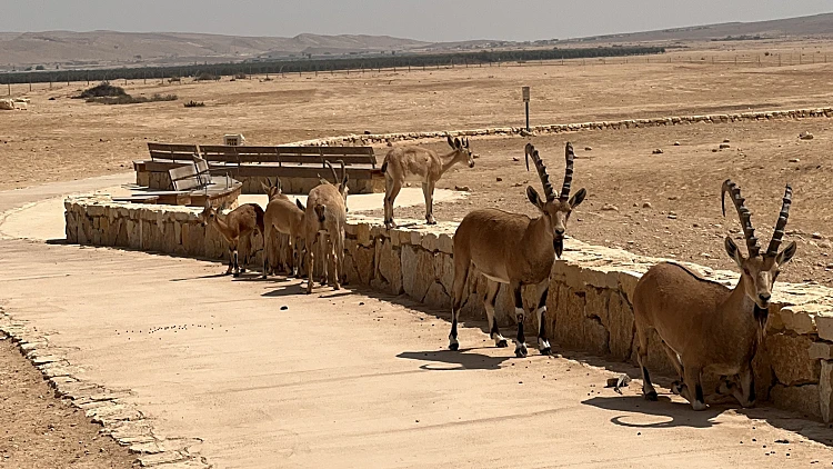 יעלים בטיילת בן גוריון