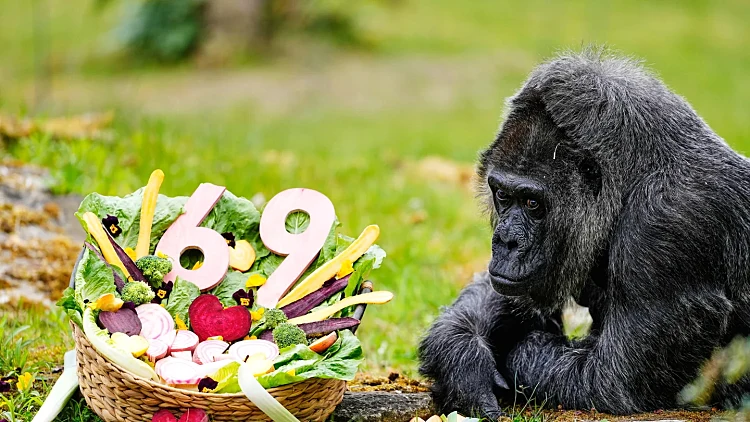חגיגה בלי עוגה: הגורילה שמציינת 69 שנים - עם תפריט דיאטטי במיוחד