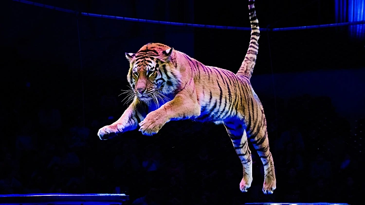 טיגריסים זינקו מבמת הקרקס אל הקהל - ילדים ישבו בשורה הראשונה