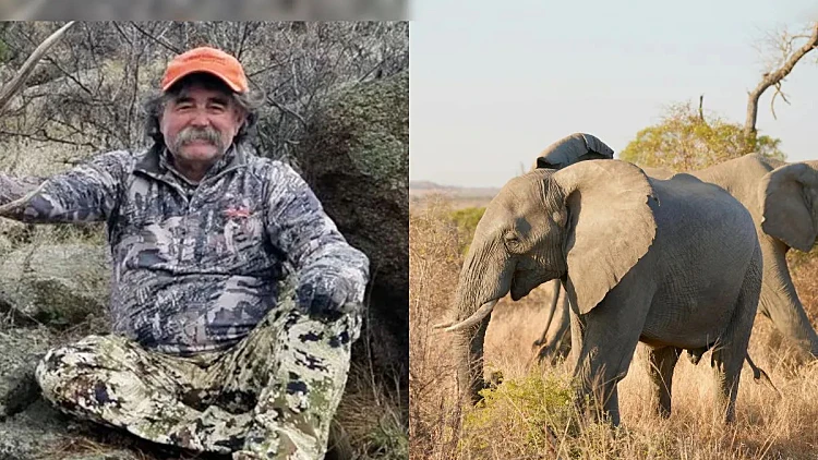 יצא לצוד - ונמחץ למוות: "הצייד המיליונר" נדרס ע"י פיל