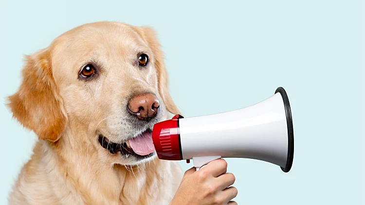 Cute,young,smart,pet,screaming,in,megaphone