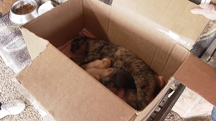 התברר שאחד מהשישה הוא בכלל ארנבון שאימצה