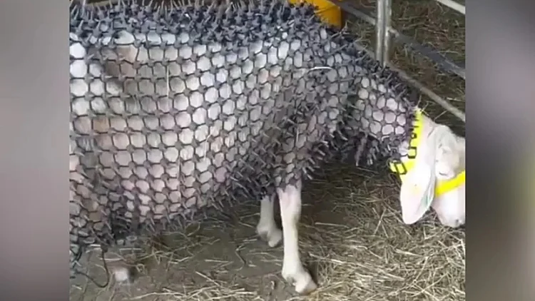 Sheep Chain Mail