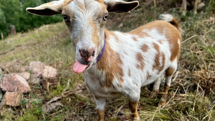 Wildfire Goat 25277