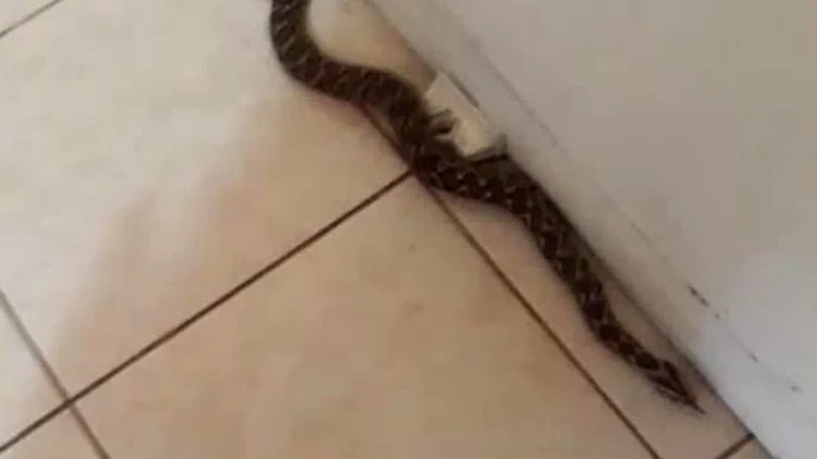תושב בית שאן הוכש על ידי נחש צפע במיטתו: "יכולתי למות בשניות"