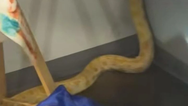 נחש נמלט מהכלוב - והצית שמונה כיתות בבית ספר