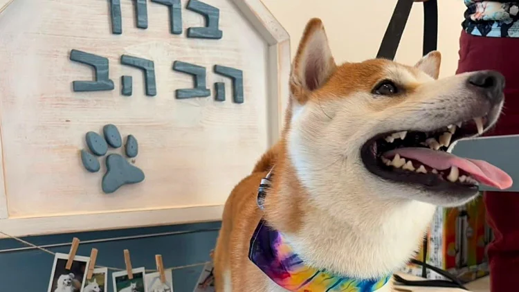 חופשה עם החבר הכי טוב: מלונות ומסלולים ידידותיים לכלבים