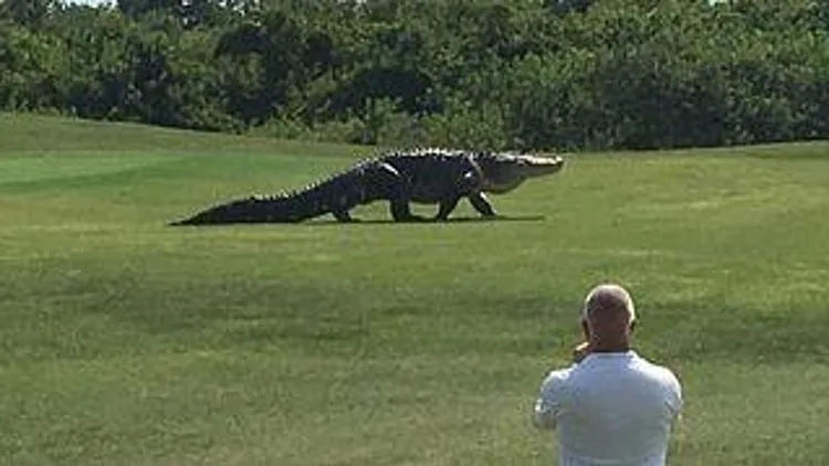 רץ ברשת – "כאילו הוא הגיע מפארק היורה" – תנין ענק חדר למגרש גולף | חדשות 13