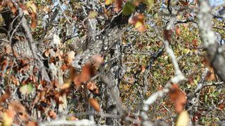 רץ ברשת – תוכלו למצוא את הינשוף שמסתתר בתמונה? | חדשות 13