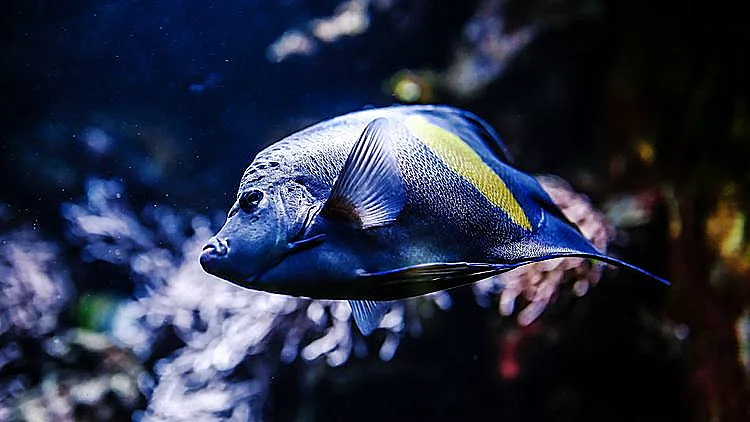 עולם המים. האקווריום של ברלין