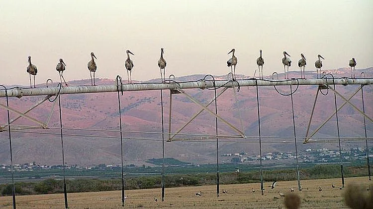 מרכז הצפרות כפר רופין