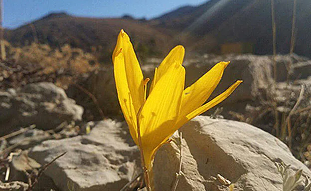 חלמוניות ראשונות צולמו באתר החרמון (אתר החרמון)