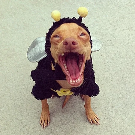 טונה הכלב המכוער