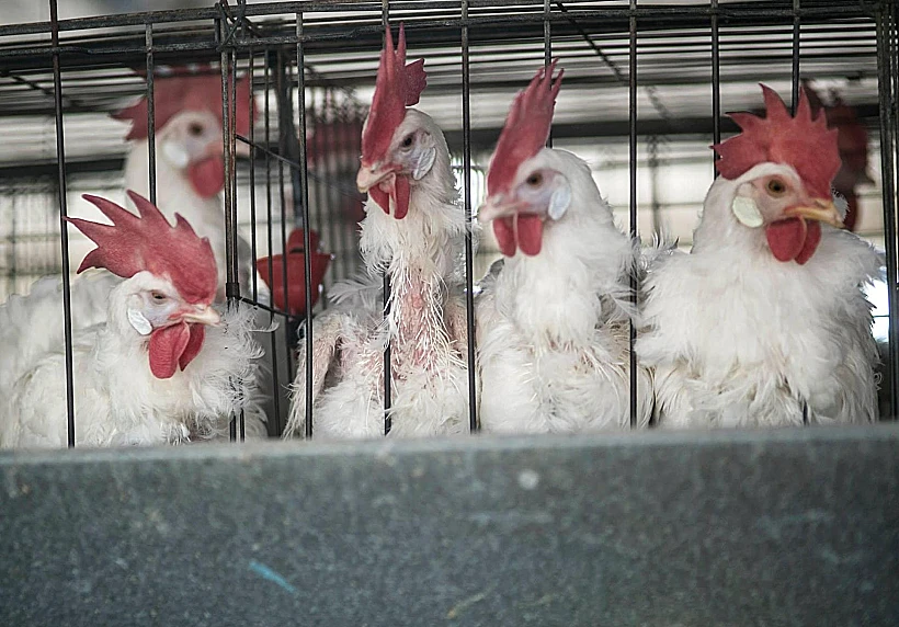 לול תרנגולות (קירות שקופים)