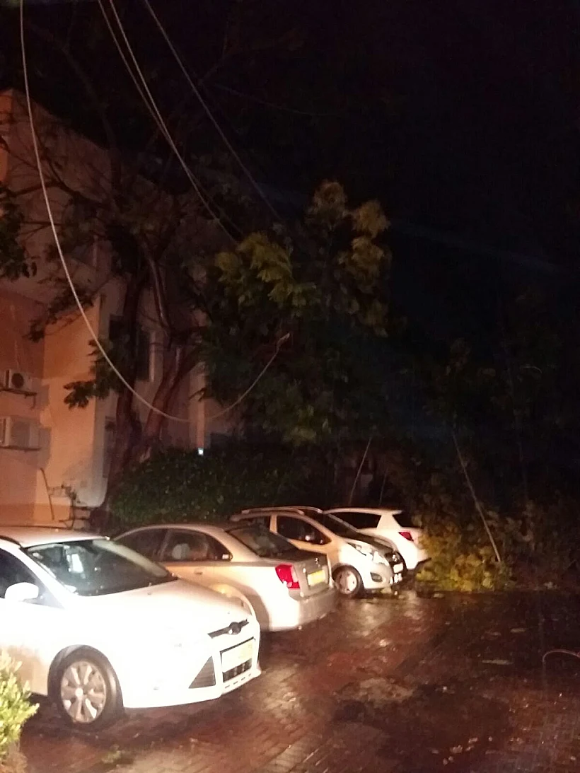 עץ שנפל בחדרה