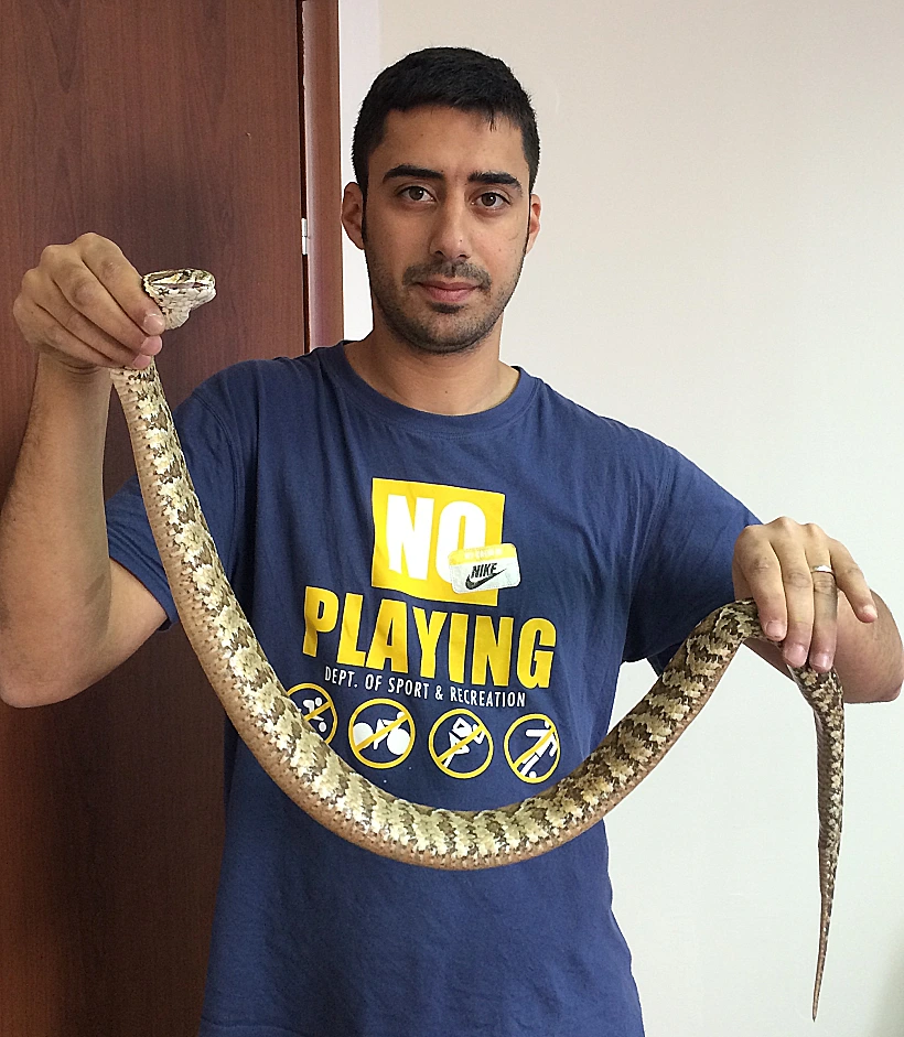 נחש צפע ארסי שנמצא בדירה בתל אביב