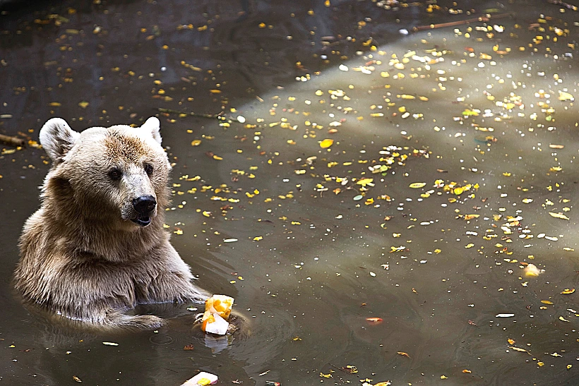 דב חום סורי מתקרר בבריכת מים בספארי