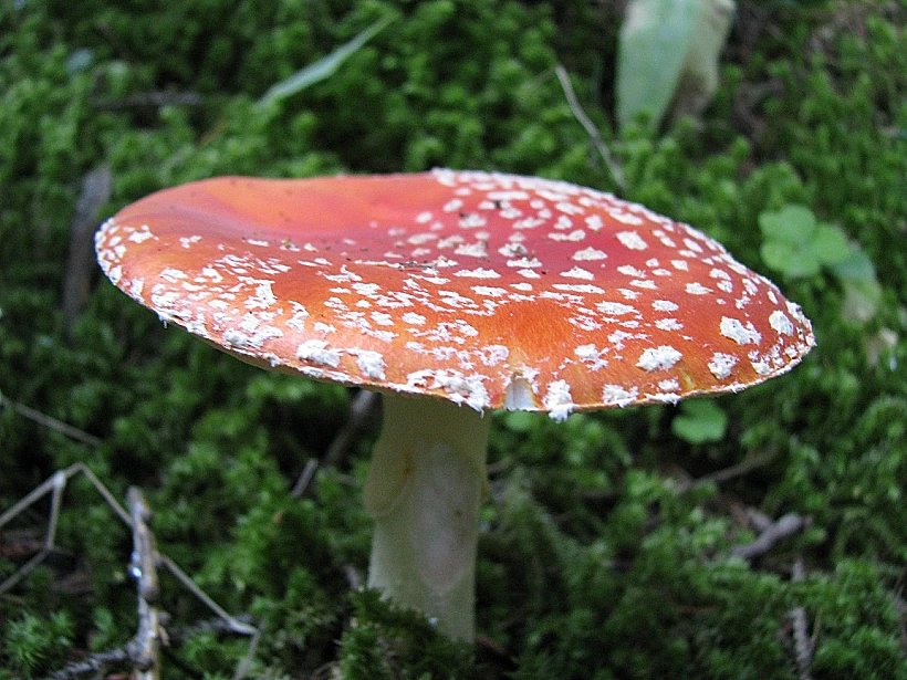 פטריית יער במרקנטור. אסור לקטוף ולאכול - יכולות להיות רעילות לכתבת טיול בפרובאנס