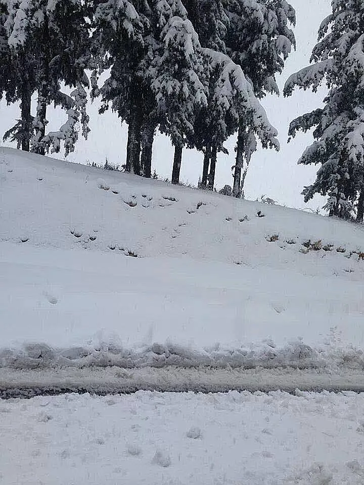 עצים בשלג ברמת הגולן