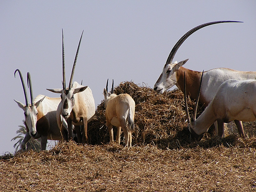 חוות האנטילופות בערבה