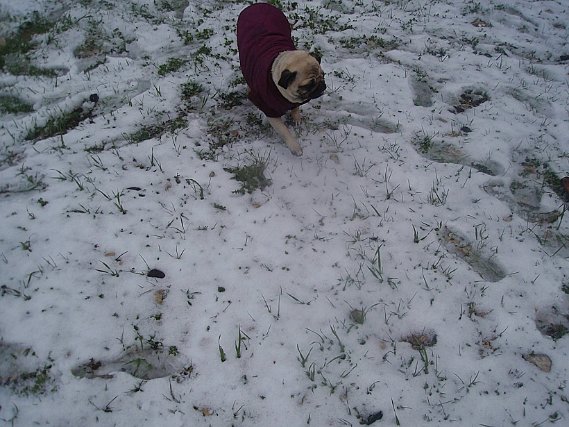 שלג באזור צפת והר המירון