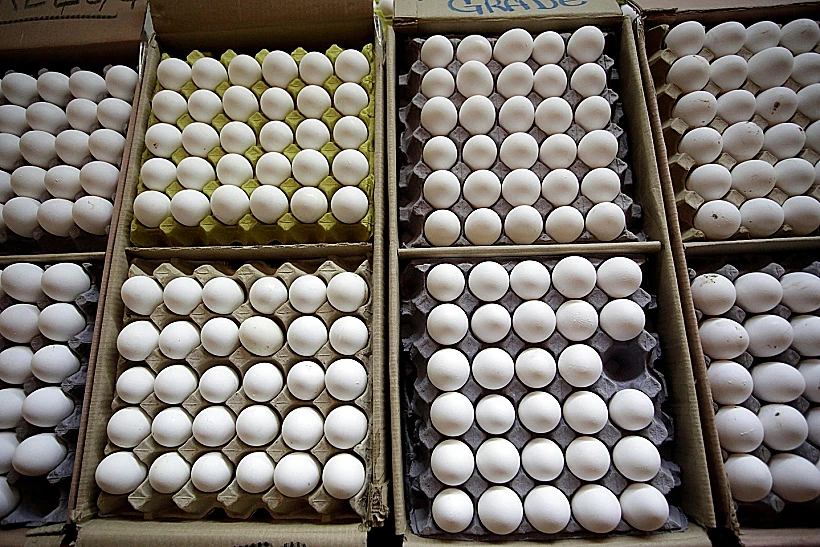 ביצים (אילוסטרציה)