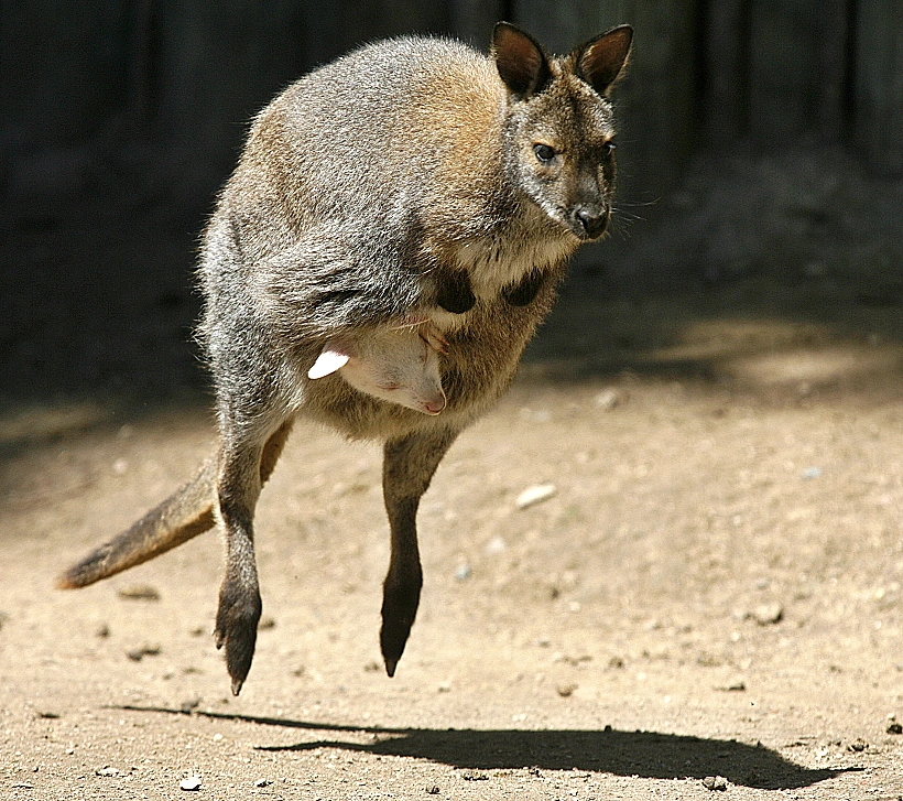 קנגרו עם צאצא בכיס בבואנוס איירס