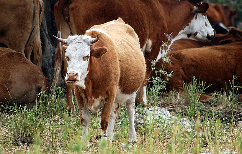 פרות ביערות הכרמל