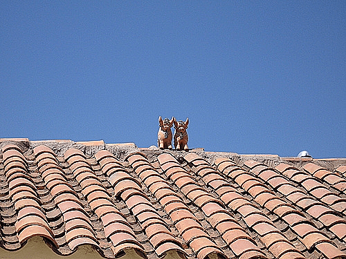 שוורי פוקרה, קוסקו, פרו