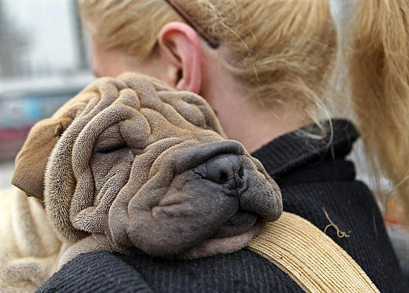 כלב מנמנם על בעליו