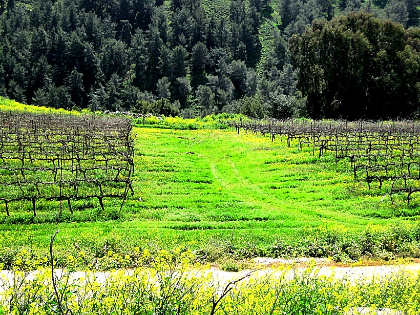 כרמי יקב הרי גליל