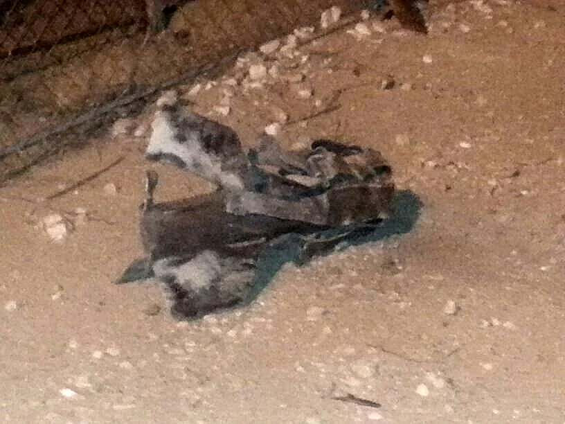 רקטה התפוצצה במועצת שדות נגב