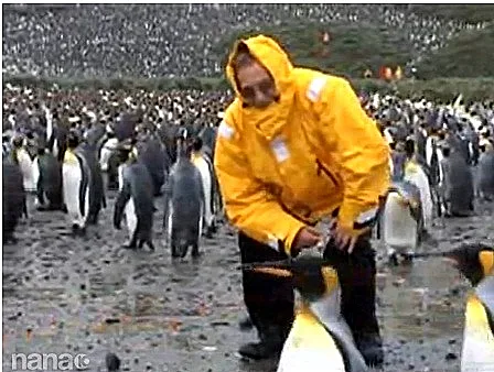 מוטי קירשנבאום באנטרטיקה, מתוך סרט טבע ששודר בערוץ 10
