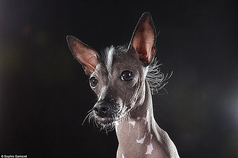 כלב עוצם עיניים