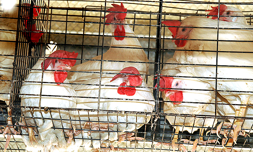 מצעד בעלי החיים