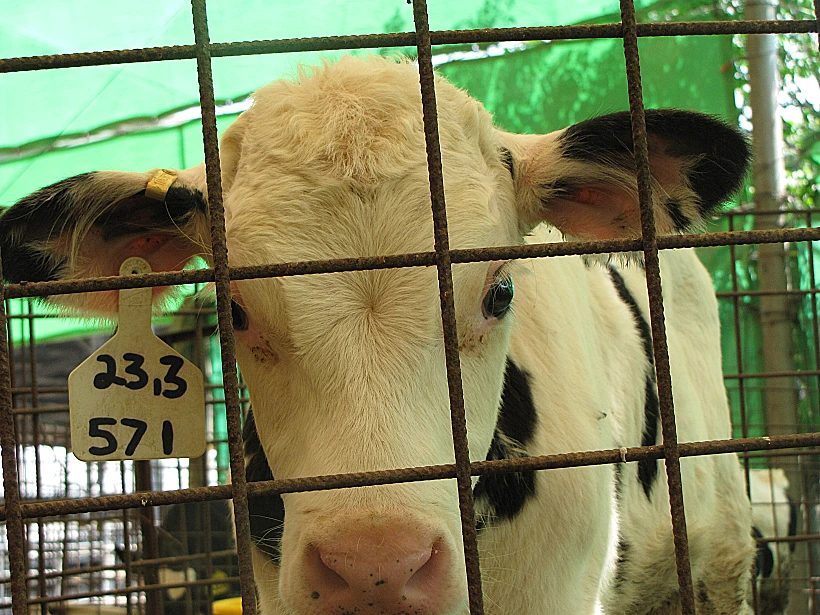 מצעד בעלי החיים