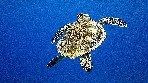 השוואת מצלמות מוקשחות - אולימפוס Tough TG-810