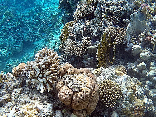 השוואת מצלמות מוקשחות - אולימפוס Tough TG-810