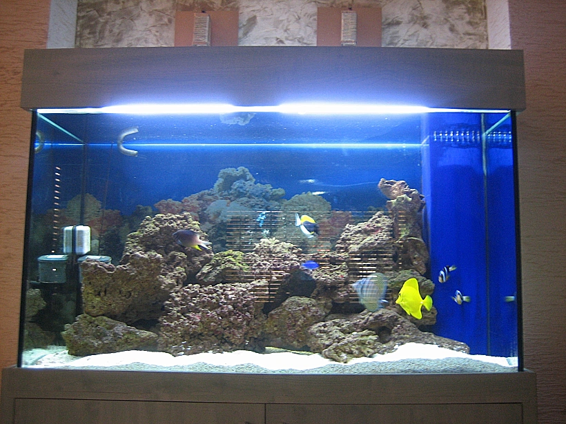 האקווריום מים מלוחים