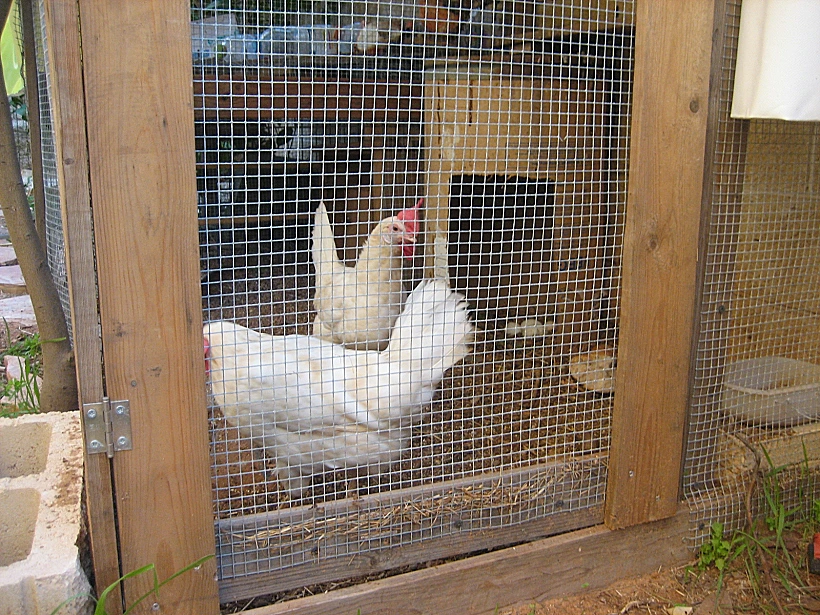 לול התרנגולות